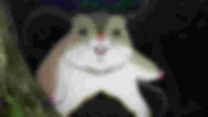 Is Hamsuke Boy or Girl in Overlord? -Who is Hamsuke in Overlord?