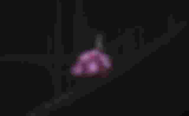Wicked Movie Set Images Unveil New Look of Ariana Grande's Glinda With Bridgerton Actor