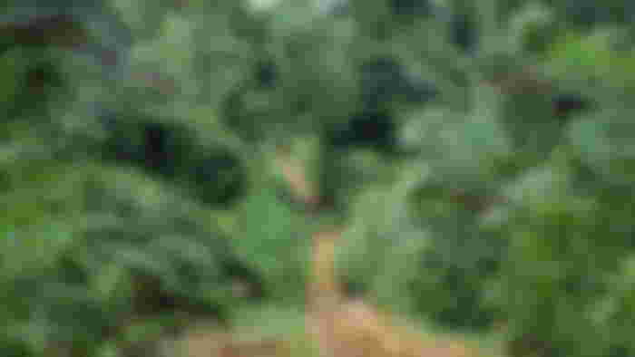 A green forest in the Dja region.
