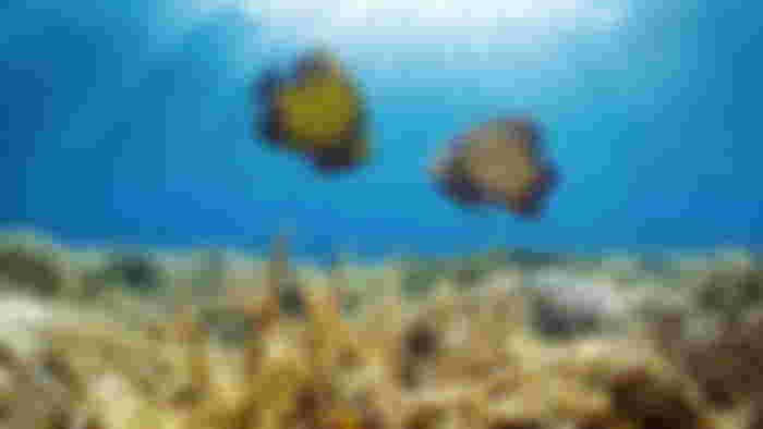 A coral reef underwater with two fish swimming nearby.