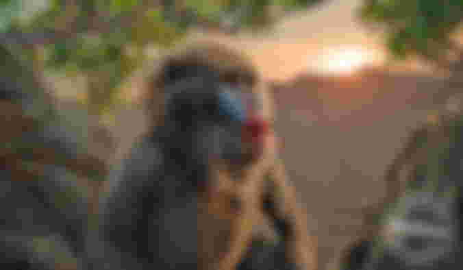 Image from Amazing New Images for Jon Favreau's The Lion King