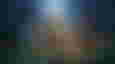 league of legends player suspended humping stuffed bear
