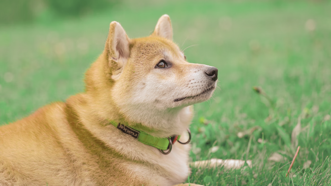 Shiba inu