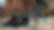 Modern Warfare 3 player aiming with MORS sniper rifle
