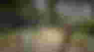 The Modern Axe in Sons of the Forest.