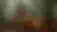 An Ewok and an AT-ST Walker on Endor in Lego Star Wars: The Skywalker Saga