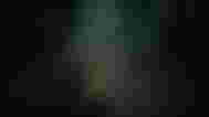 Image of a dark forest in V Rising.