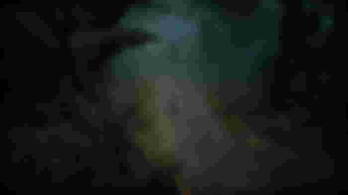 Image of a dark forest in V Rising.