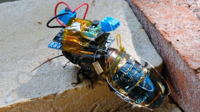 Live Cyborg Cockroach mind-controlled by scientists to survey natural disasters 