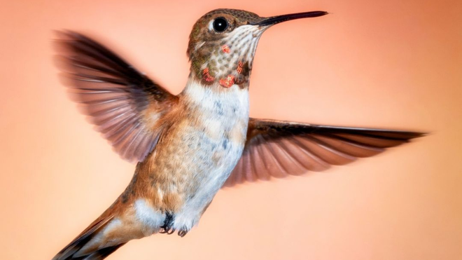 Picture of a Hummingbird - 