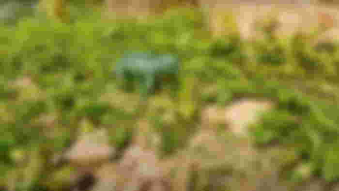 A screenshot from Ark: Survival Ascended showing a small dinosaur in the grass.