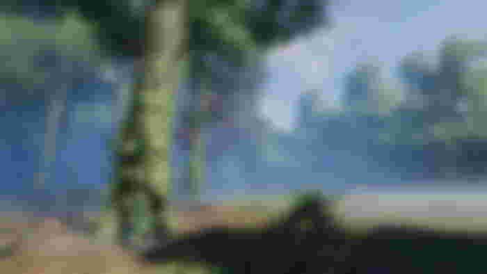 A forest in Enshrouded