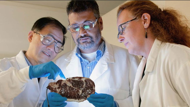 Lab grown and plant-based artificial meat will be the norm by 2035, claim experts