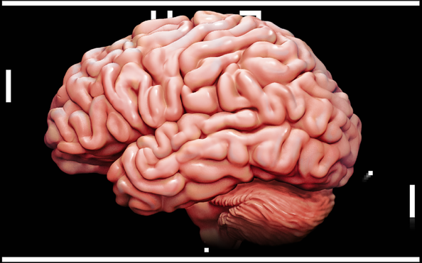 Lab-grown brains are now able to play video games in their Petri dish