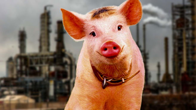 First pig clones created entirely by robots revealed by Chinese scientists
