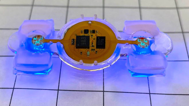 An image of the biorobot made from mouse muscles grown in a lab. 