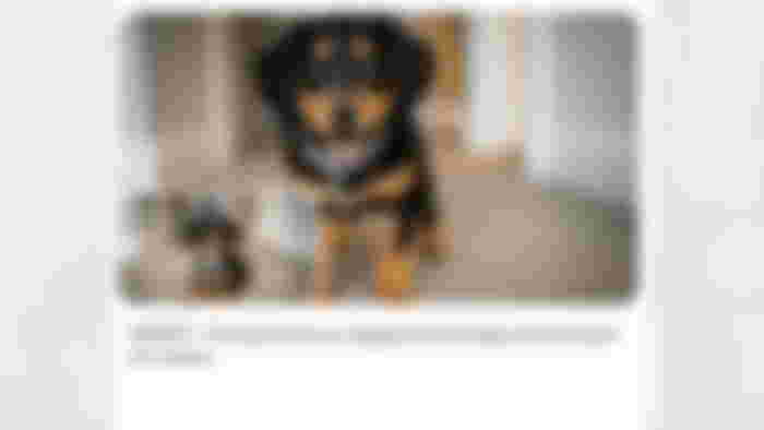 Dog Veo