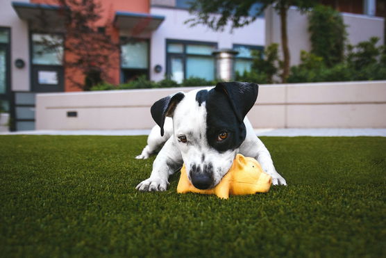 How To Clean Artificial Grass