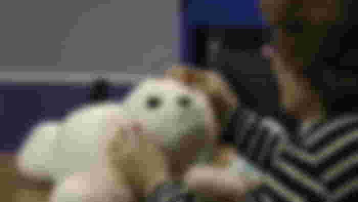 An elderly woman playing with a white Paro Robot seal in a care home.
