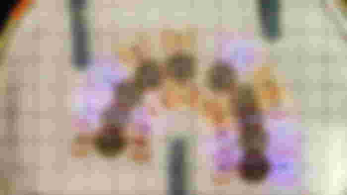 An image of the biorobot made of mouse muscles navigating its way through a small maze.