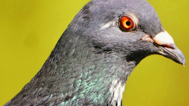 Chinese scientists claim to use solar power to mind-control birds 