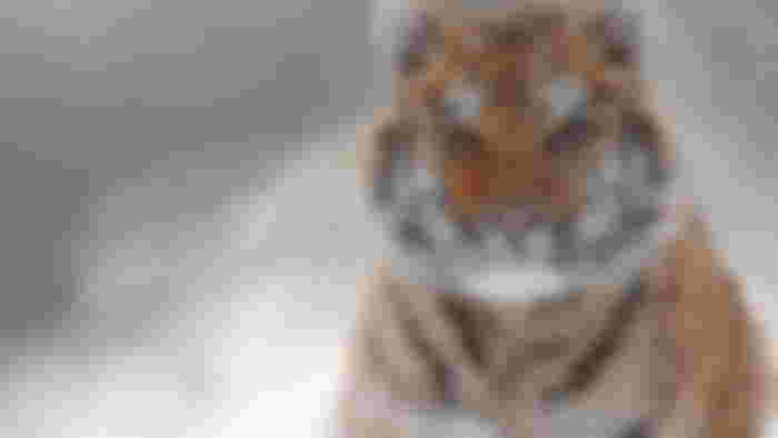 A tiger in snow - Topaz AI VRAM error